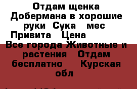 Отдам щенка Добермана в хорошие руки. Сука 5 мес. Привита › Цена ­ 5 000 - Все города Животные и растения » Отдам бесплатно   . Курская обл.